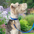 Load image into Gallery viewer, Elastoplastic leash for small dogs