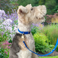 Load image into Gallery viewer, Elastoplastic leash for small dogs
