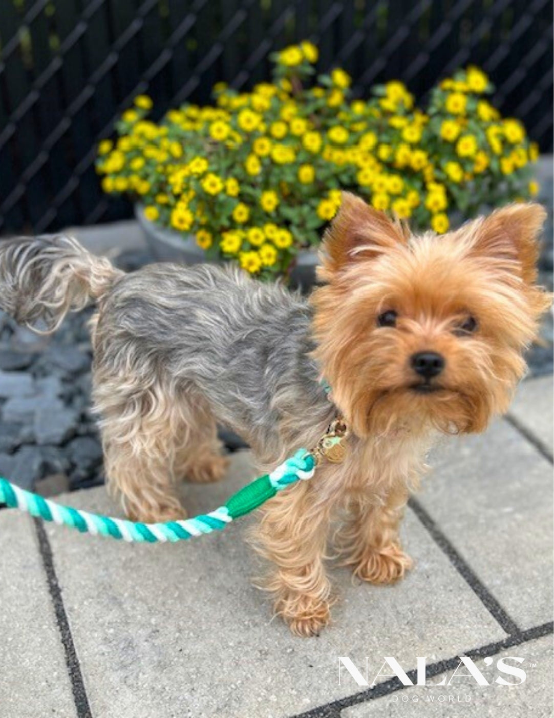 Braided leash