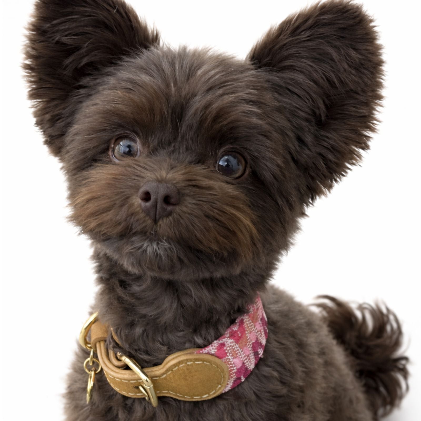 Knitted adjustable dog collar ⋆ Nala's Dog World