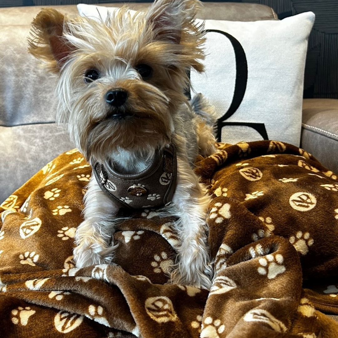 Cozy pattern dog blanket ⋆ Nala's Dog World